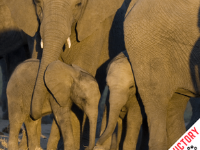 Victory for Zimbabwe elephant calves!