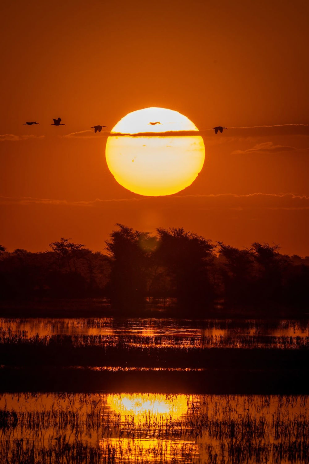 safari escapes botswana