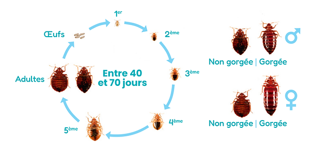 cycle_biologique_oh_punaises.png
