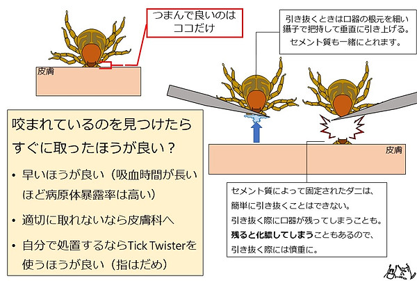 マダニに咬まれたら.jpg
