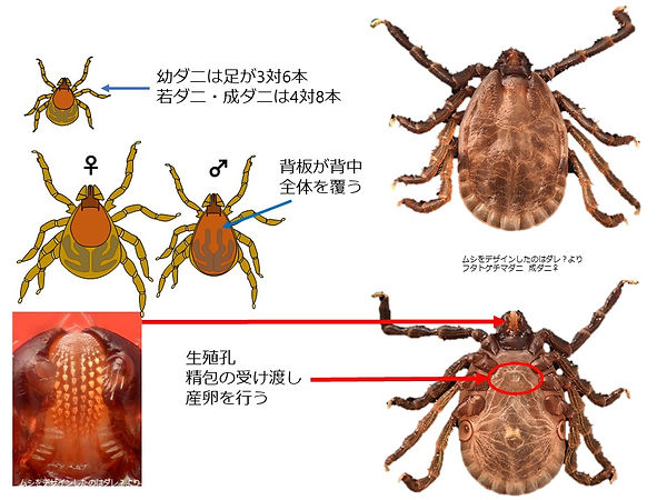 マダニの体のつくり.jpg