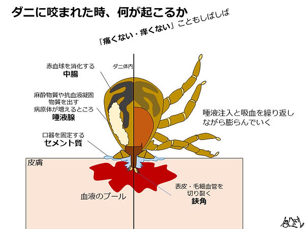 ダニに血を吸われている図.jpg
