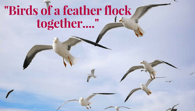 birds of a feather flock together meaning birds of a feather flock together meaning