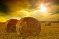 MAKE HAY WHILE THE SUN IS SHINING
