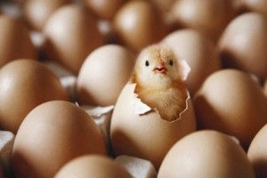 DON'T COUNT YOUR EGGS BEFORE THEY HATCH