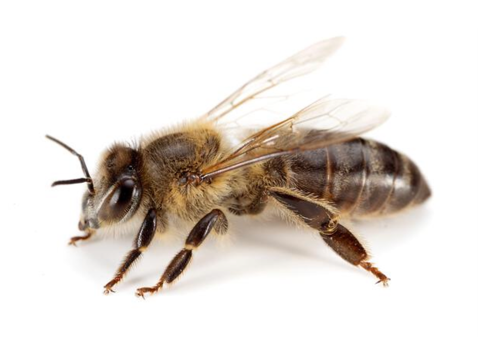 Black-bee.png