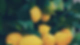 Lemon-header2.jpg