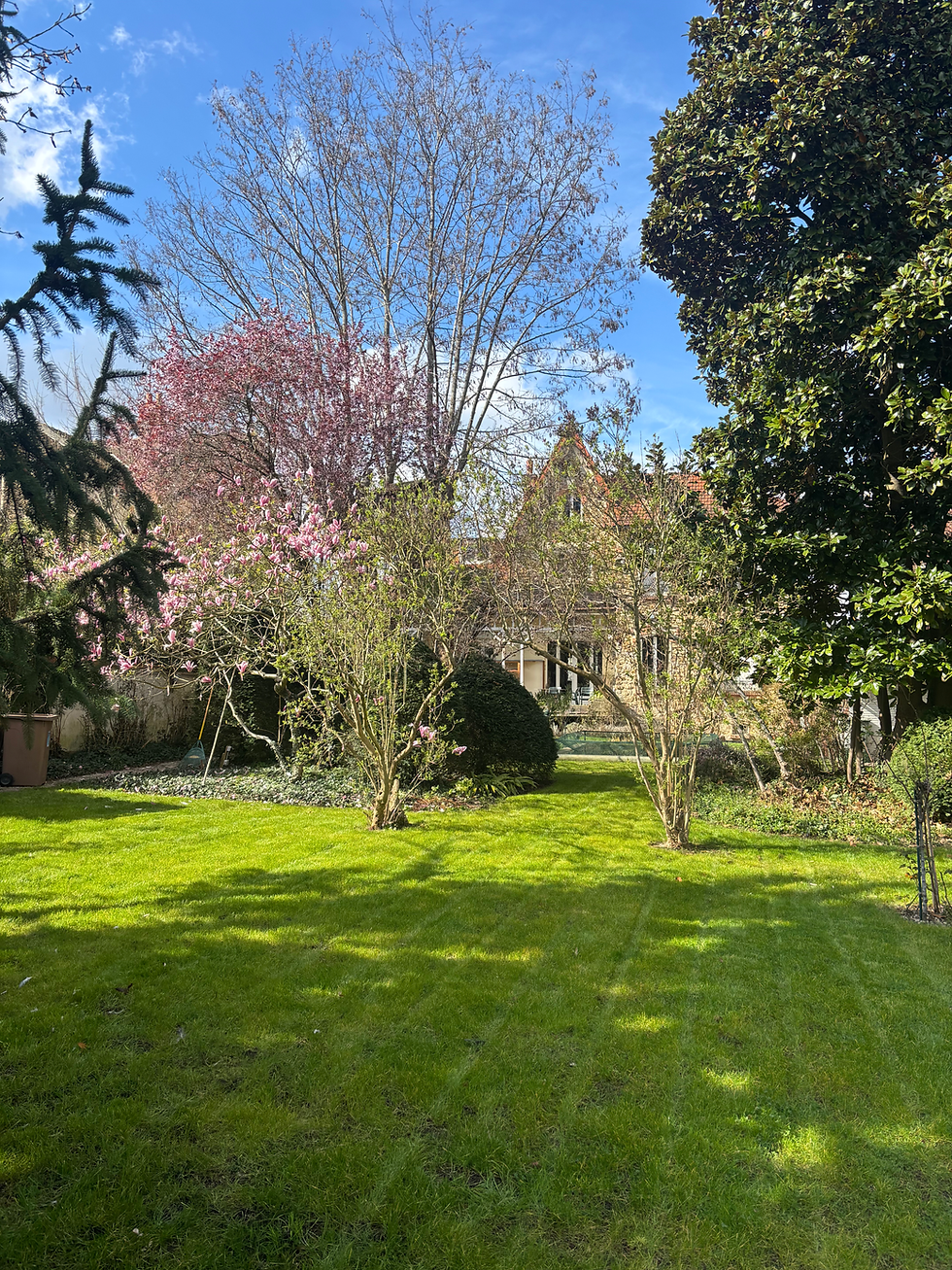 Jardin à l'anglaise avec pelouse neuve et cerisier à fleurs doubles