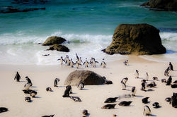 Boulders Beach, Cape Town