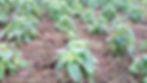 vegetables being grown