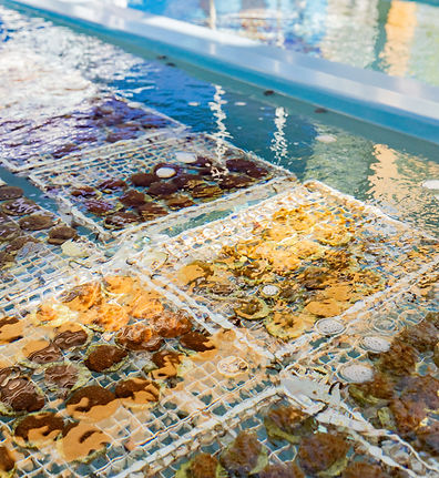 Islamorada Coral Nursery Raceway_Emma McIntyre (1).jpg