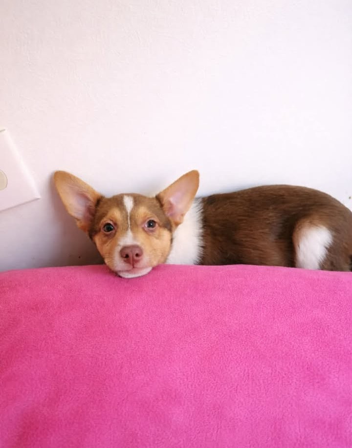 Zinnia, a dog in foster care with Paws For Big Hearts