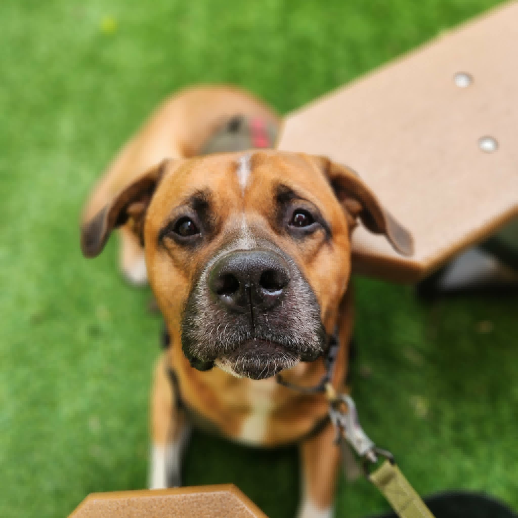 A rescued dog cared for by Paws For Big Hearts Rescue