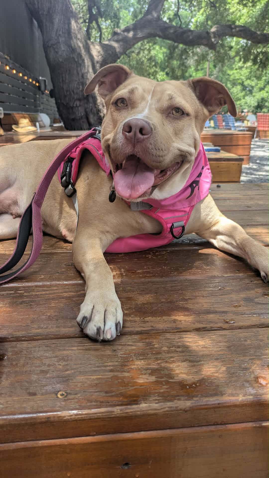 Cera, a dog rescued by Paws For Big Hearts