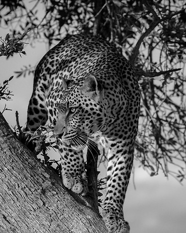 Prowling leopard on a tree_edited.jpg