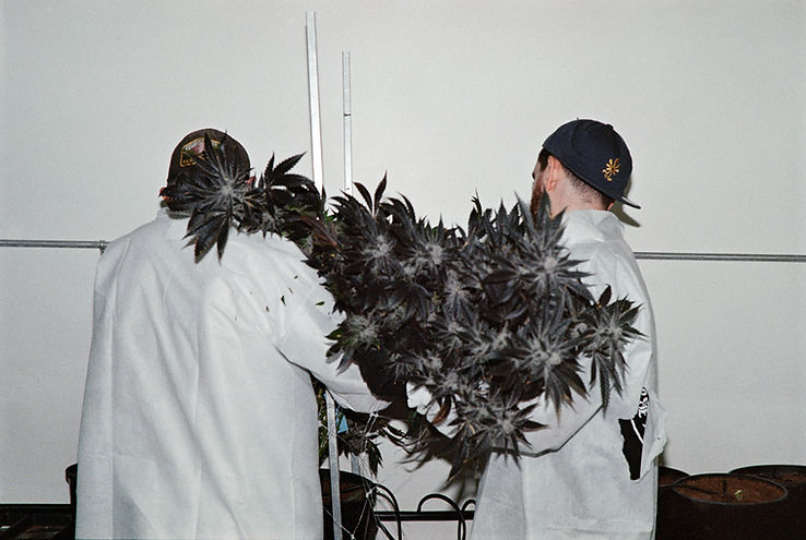 Freindo_Cultivation -35.jpg