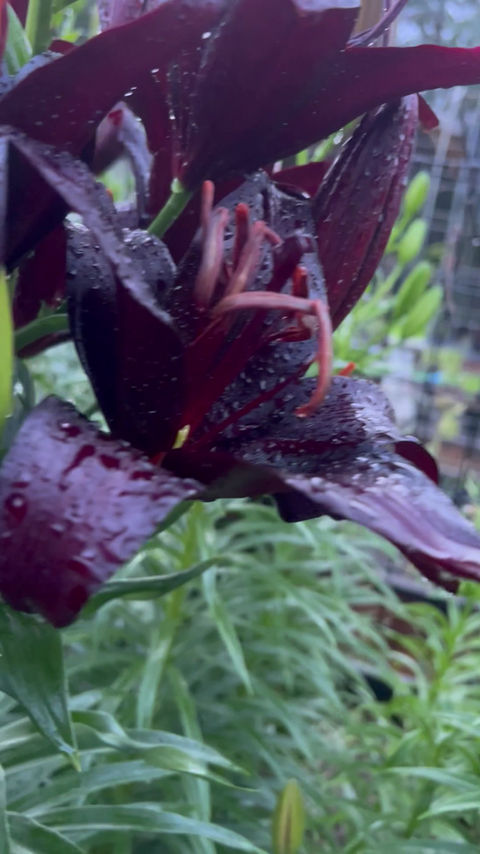 Thumbnail: Asiatic Black Wizard Lilies - Large bulb with bulbets