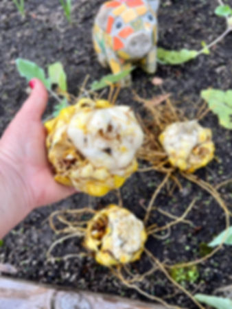 Asiatic Black Wizard Lilies - Large bulb with bulbets