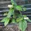 Thumbnail: Bleeding Heart white and red flowers Clerodendrum thomsoniae 10 Cuttings