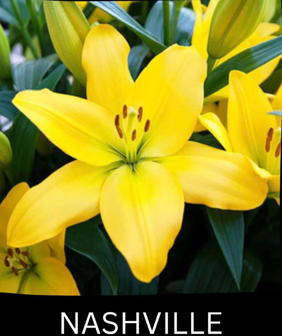 Thumbnail: Asiatic Lilies -  3 Varieties - 1 of Each Color