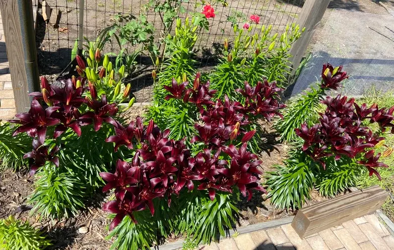 Thumbnail: Asiatic Black Wizard Lilies - Large bulb with bulbets