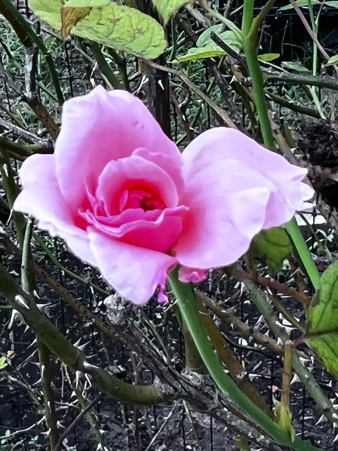 Queen Elizabeth Rose 5 Unrooted Cuttings
