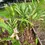 Thumbnail: SHELL GINGER Alpinia zerumbet 2 for $10