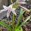 Thumbnail: Milk and Wine Lily Crinum Plant Med Sz Bulb with Leaves