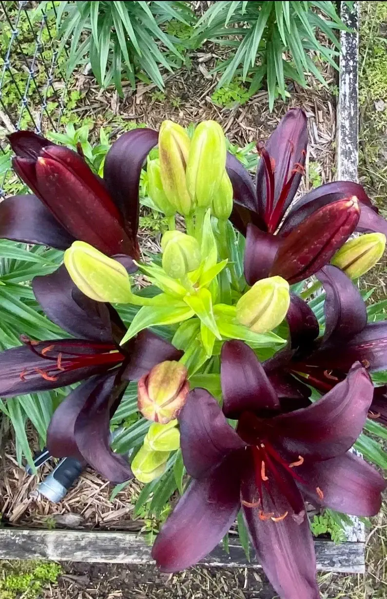 Thumbnail: Asiatic Black Wizard Lilies - Large bulb with bulbets
