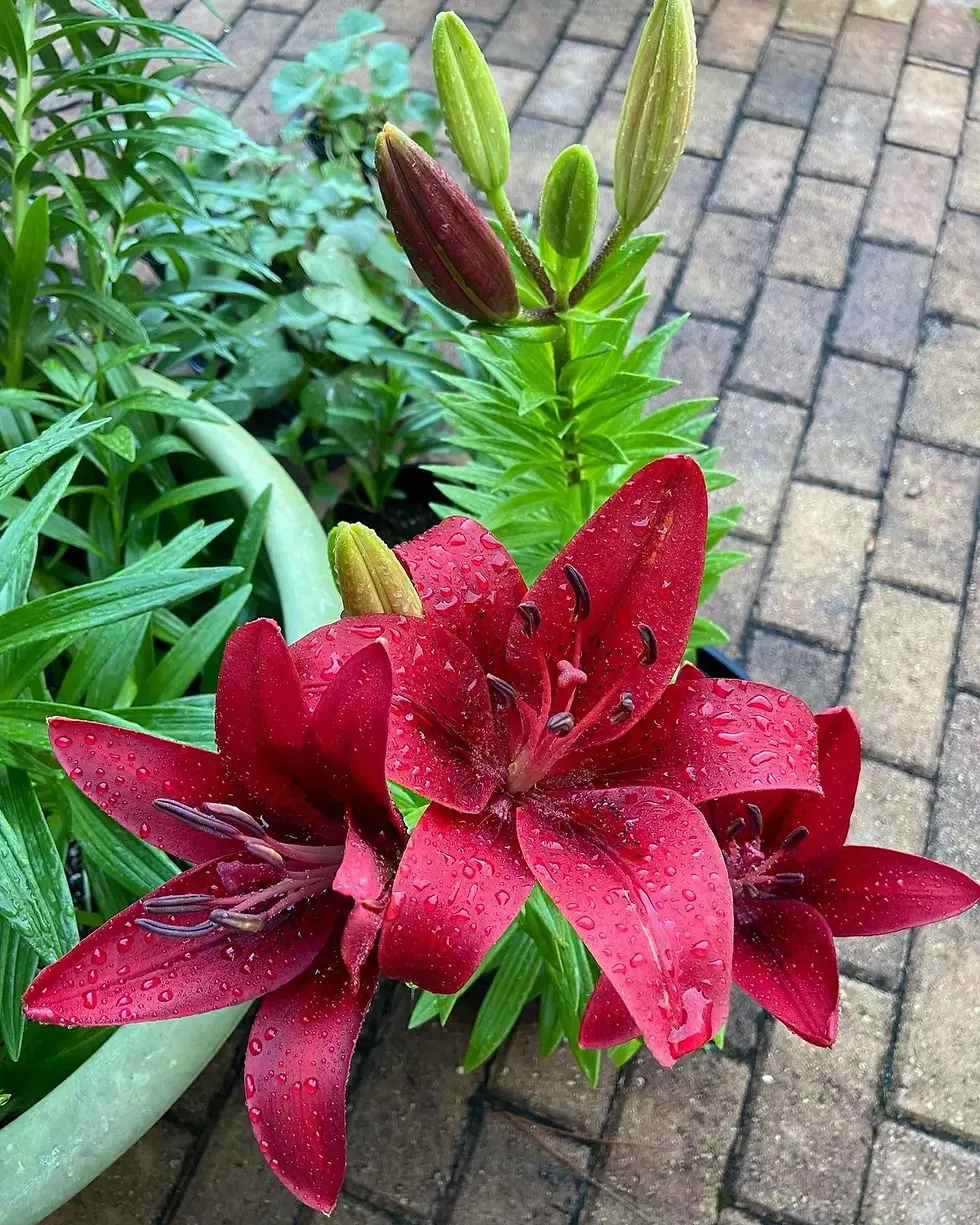 Thumbnail: Original Love - Easter x Asiatic Lily Plant (Bulb in Fall thru Winter) bogo