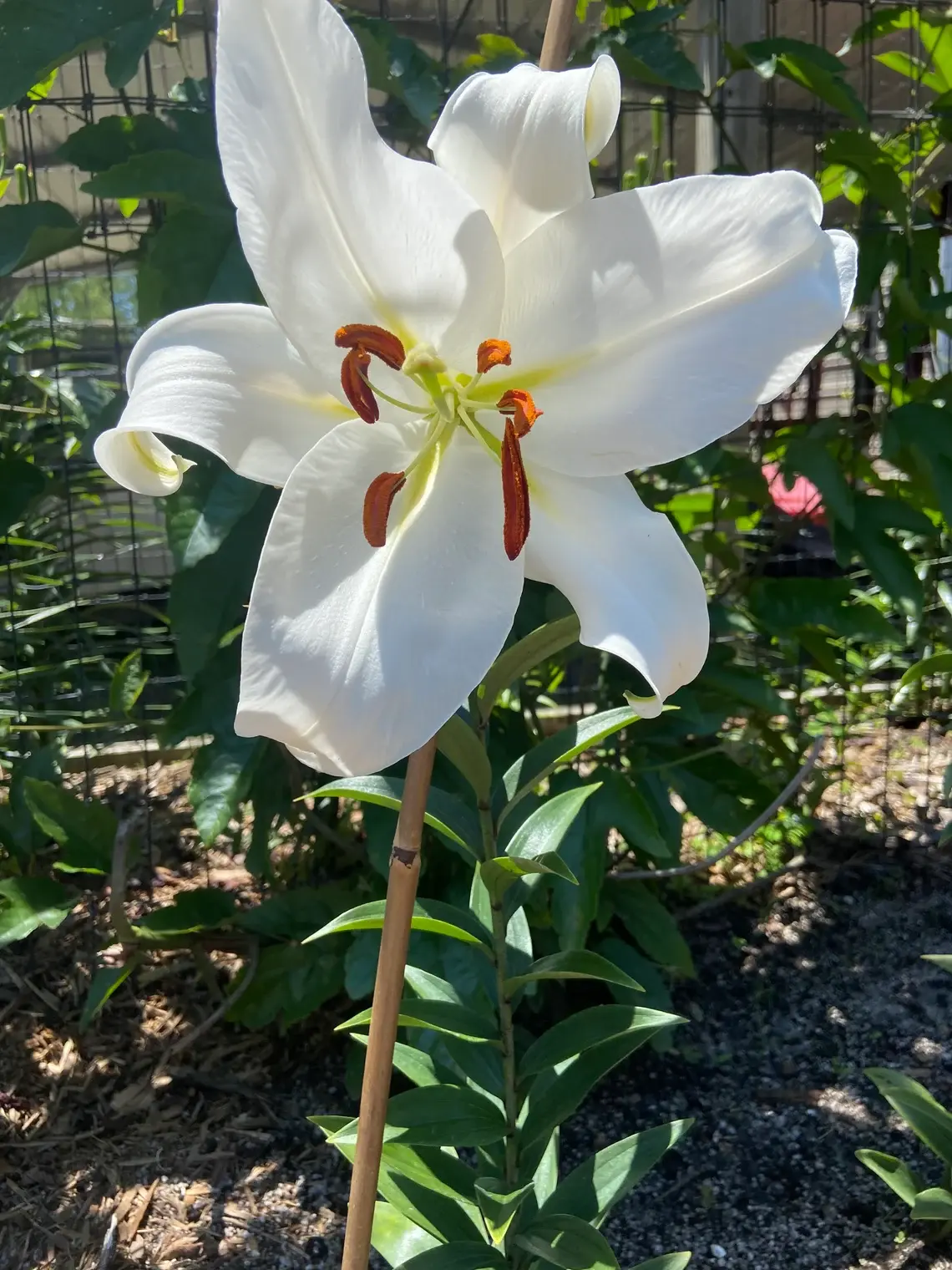 Oriental Lily ‘Zambesi’ Bulb 