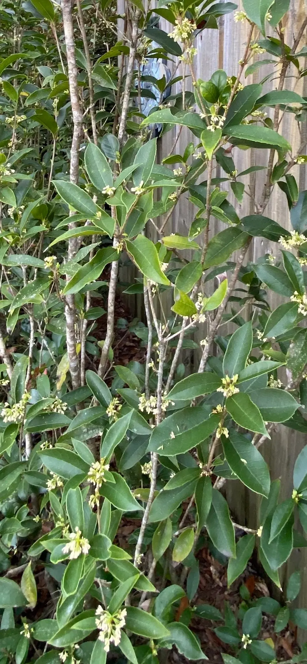 Thumbnail: Tea Olive Branches