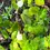 Thumbnail: Pink, Peach, or White Lightning Turk’s Cap (malvaviscus drummondii) Plant