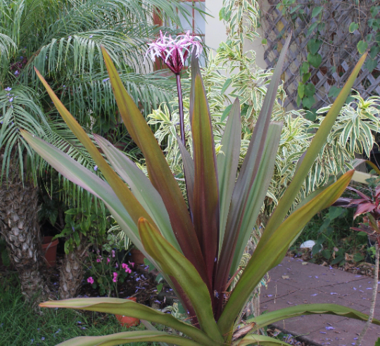 Thumbnail: Queen Emma Lily (Crinum augustum)