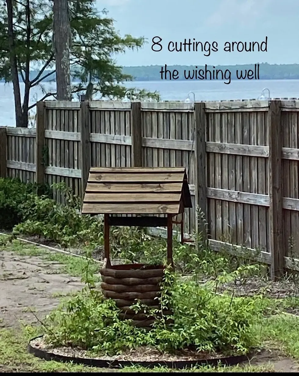 Thumbnail: Old Blush Climbing Rose Unrooted Cuttings