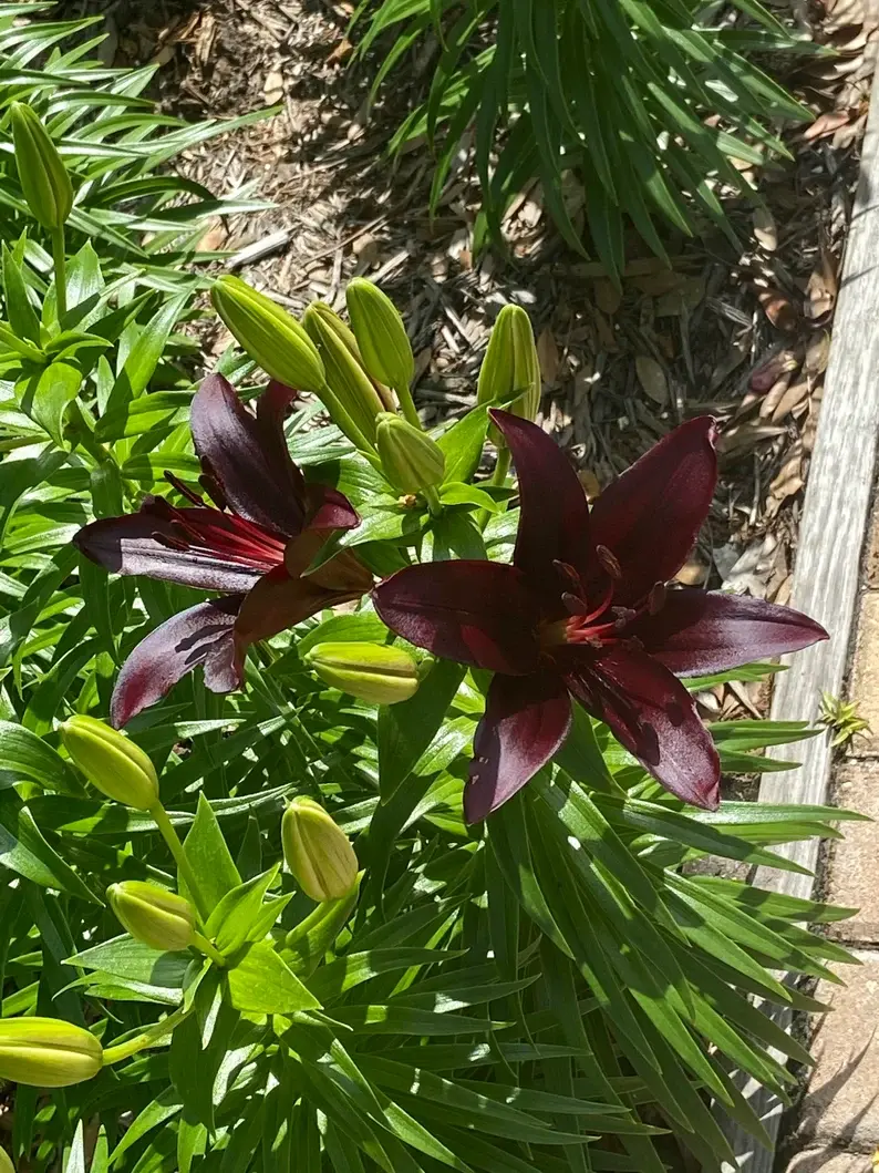 Thumbnail: Asiatic Black Wizard Lilies - Large bulb with bulbets