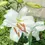 Thumbnail: Oriental Lily ‘Zambesi’ Bulb 