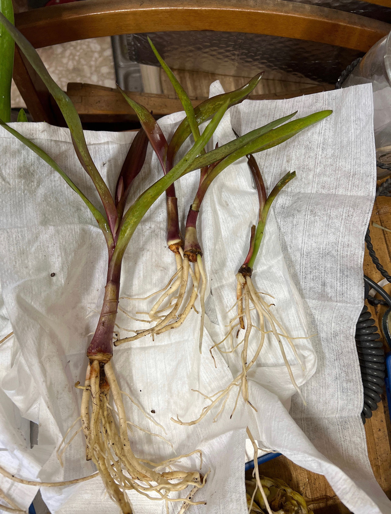Queen Emma Lily (Crinum augustum)