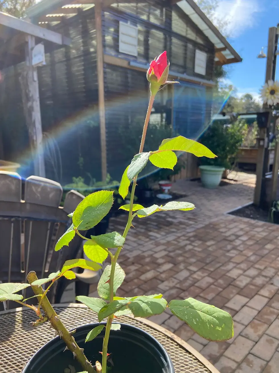 Thumbnail: Queen Elizabeth Rose 5 Unrooted Cuttings