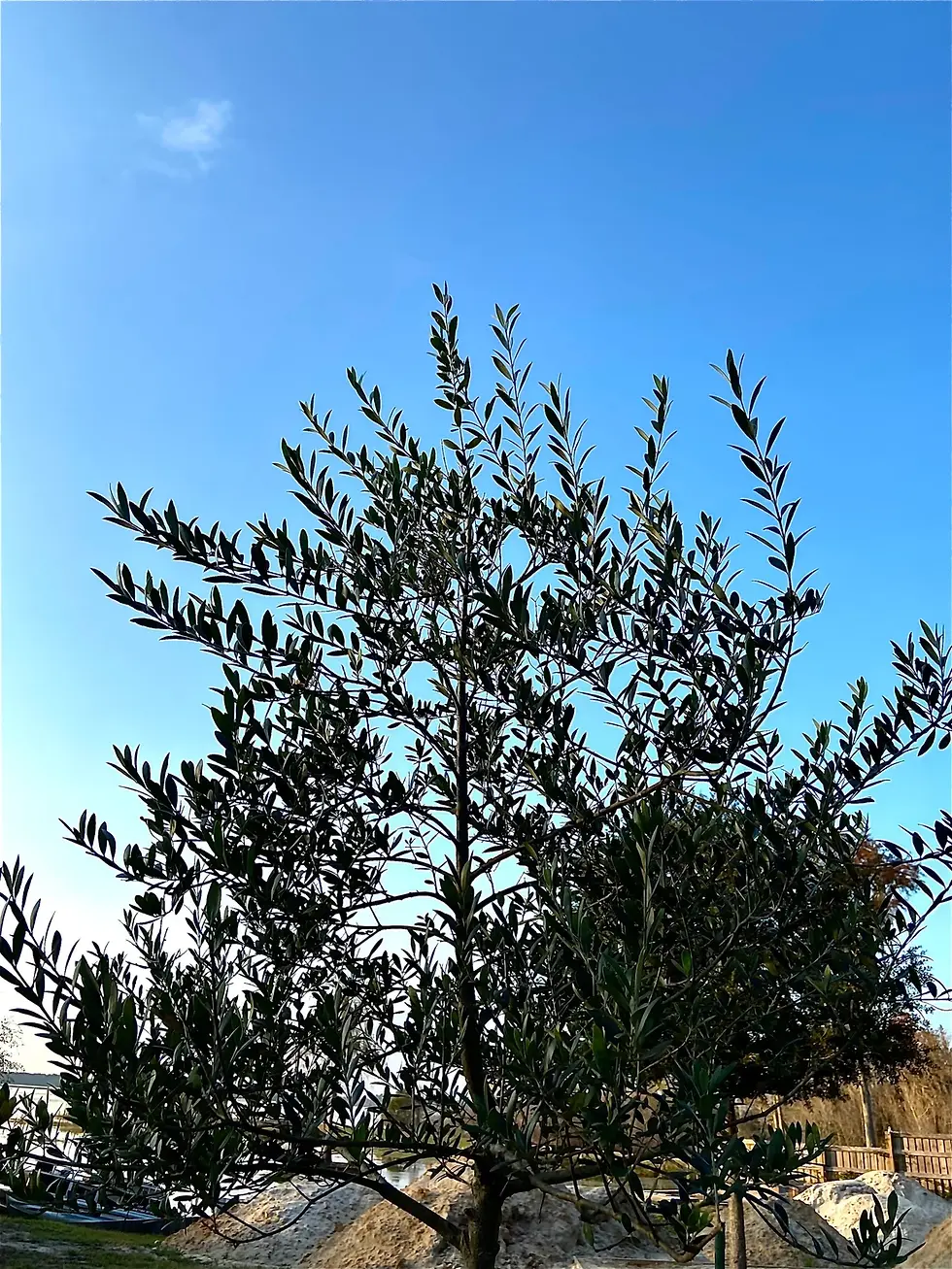 Thumbnail: Olive Branches