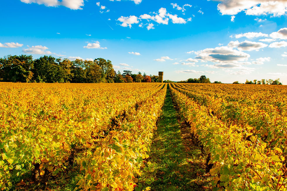 Domaine des Aubuisieres Vines