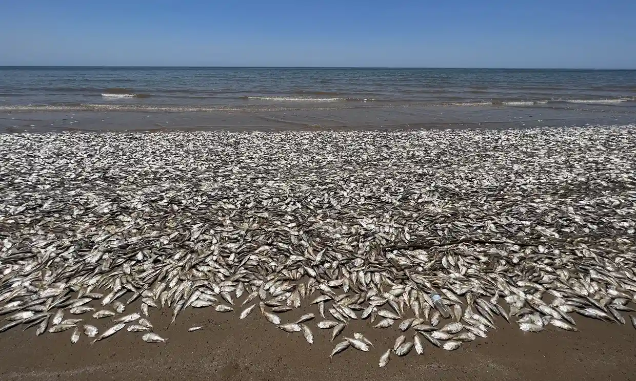 Dead fishes washed up on Texas Beach