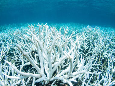 Ocean Acidification: Causes and Effects