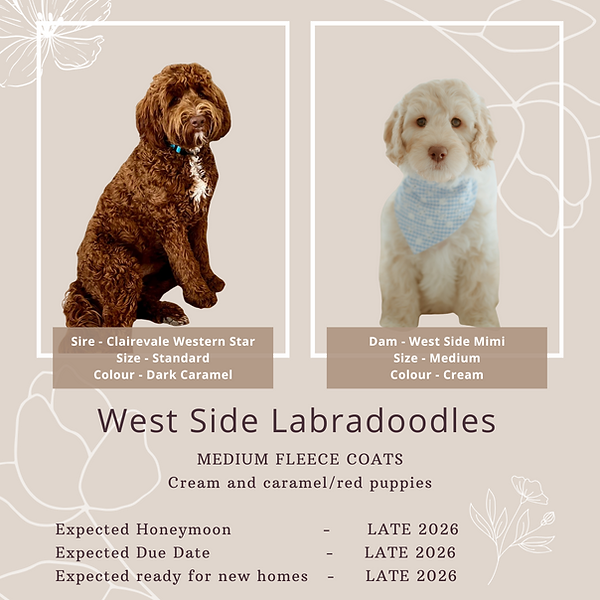 Cooper x Mimii (1).png