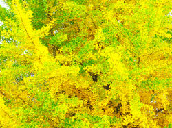 イチョウ紅葉#2