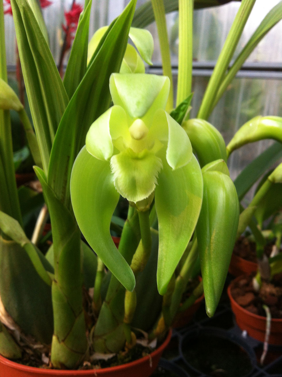 Lycaste costata2012 2.JPG