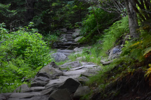 Hiking trail in the Smokies with Tennessee Mountain Tours