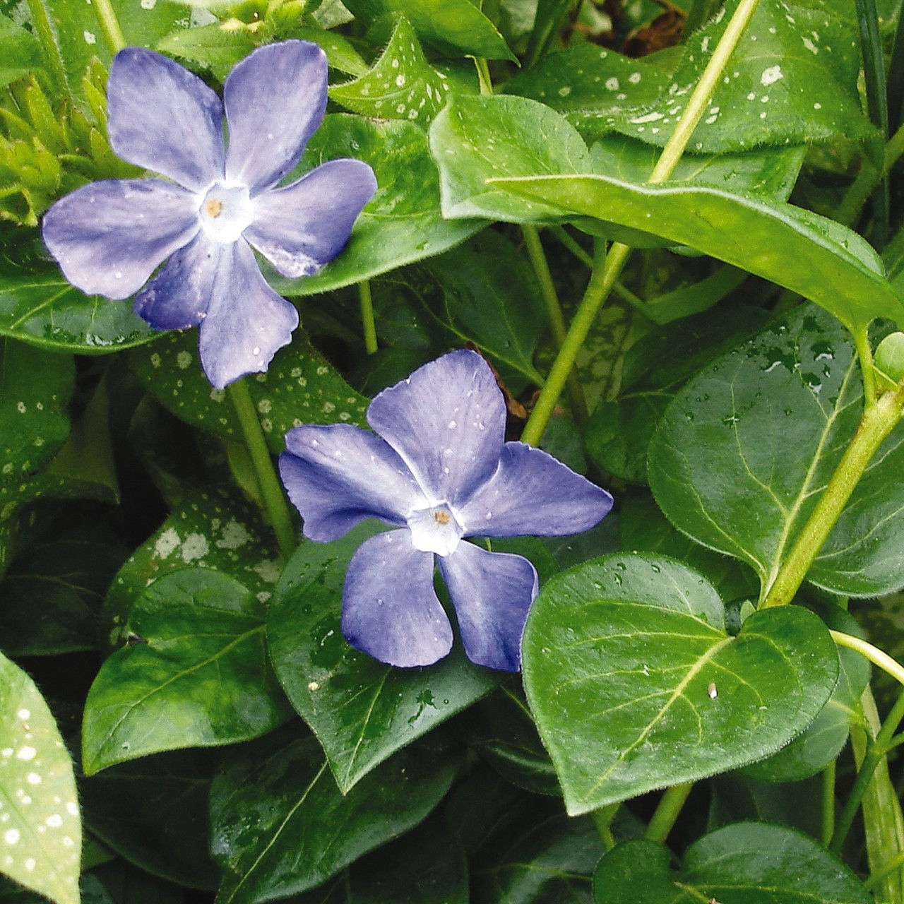 Vinca Vine Maculata, 4.5" Pot