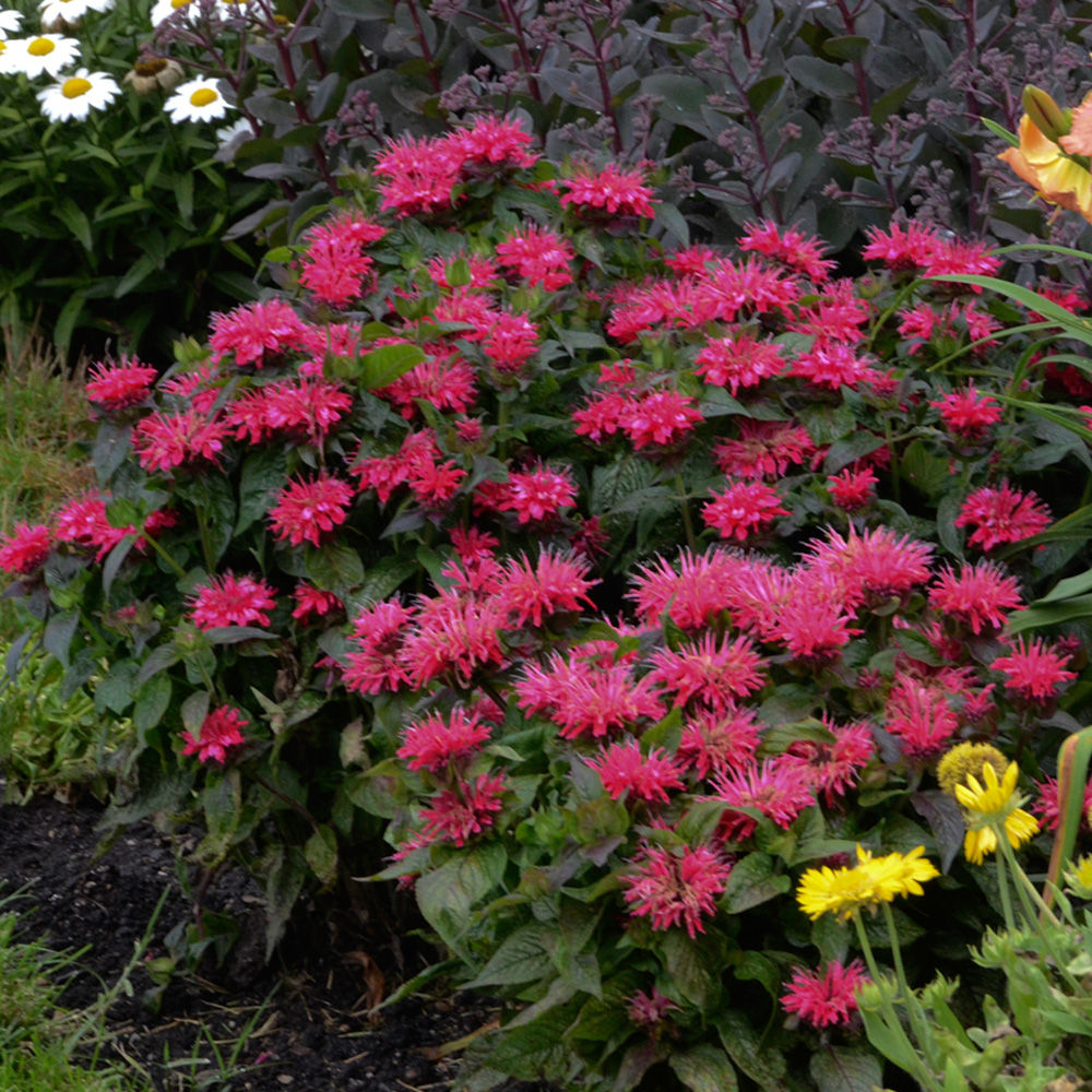 Monarda Sugar Buzz Cherry Pops Bee Balm, 4.5" Pot