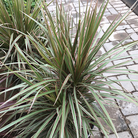 purple leaves hanging plant Ruby Necklace Plant 'Othonna capensis' 1 Gal. / White / With Pot main image 0